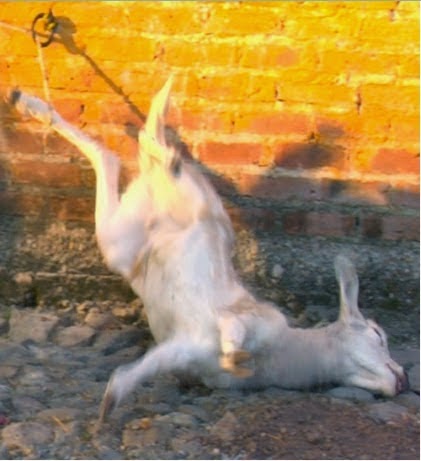 A goat lying on its back with its hind leg tied to a hook above it. 