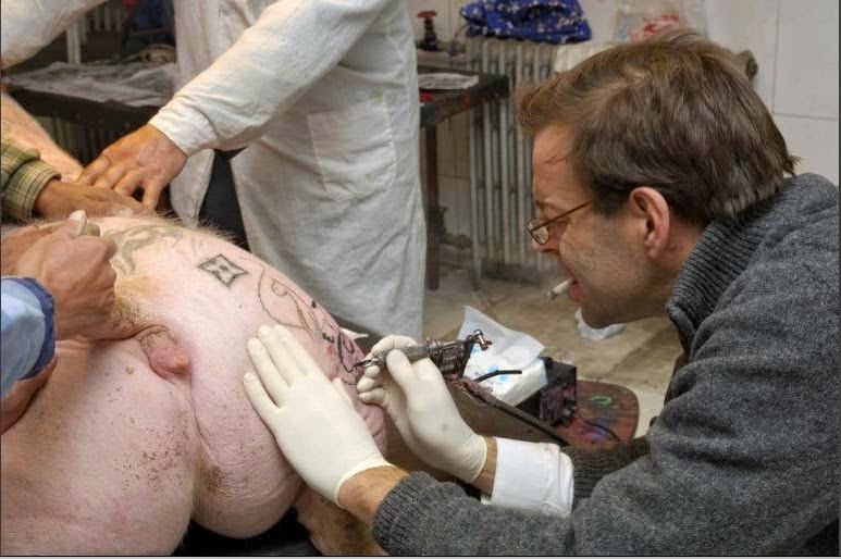 Man tattoos the rump of a pig. 