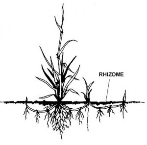 rhizome2