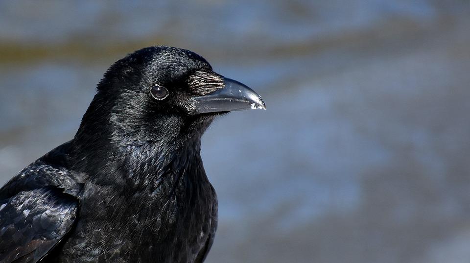 A shiny, glossy crow in the sunlight
