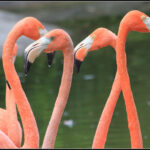 Five bright, peach-colored flamingos appear from the neck up against a dark green pond in the background.
