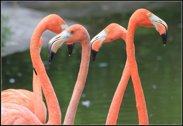 A group of flamingos stand in a river, their heads pointed to the side. 